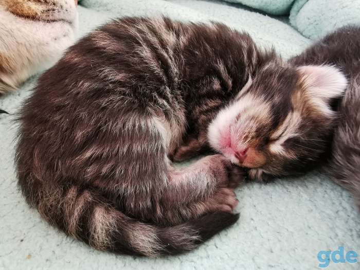 Котята мейн-кун родились 14 февраля 2021 года, фотография 4