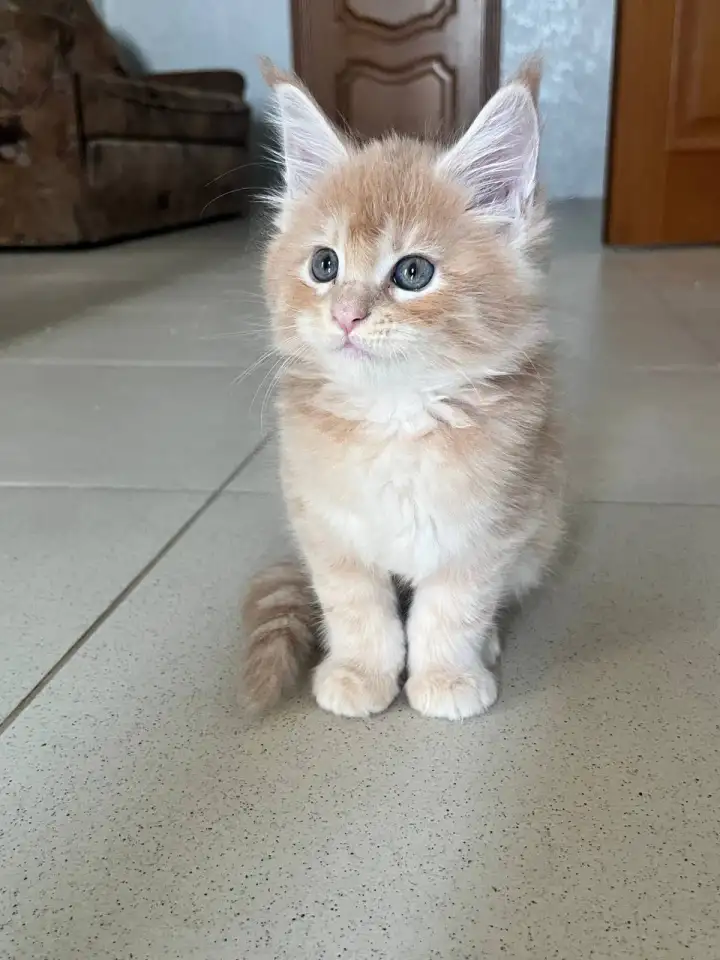 Котята, фотография 8