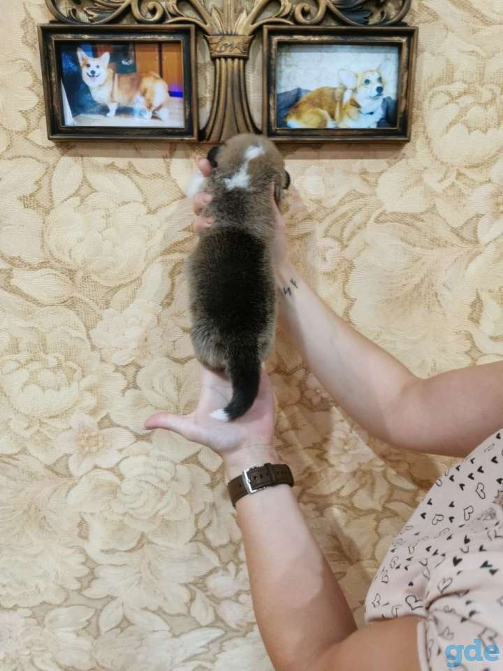 Щенки Вельш корги пеброк, фотография 2