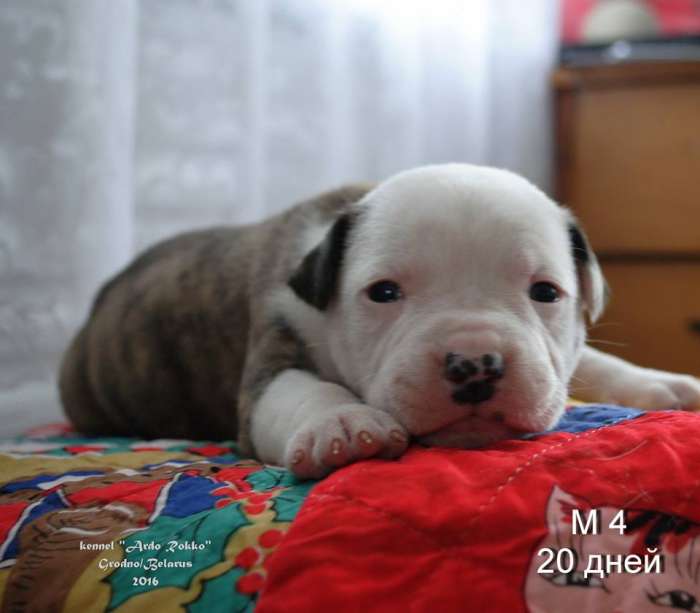 Американский бульдог щенки продажа, фотография 1