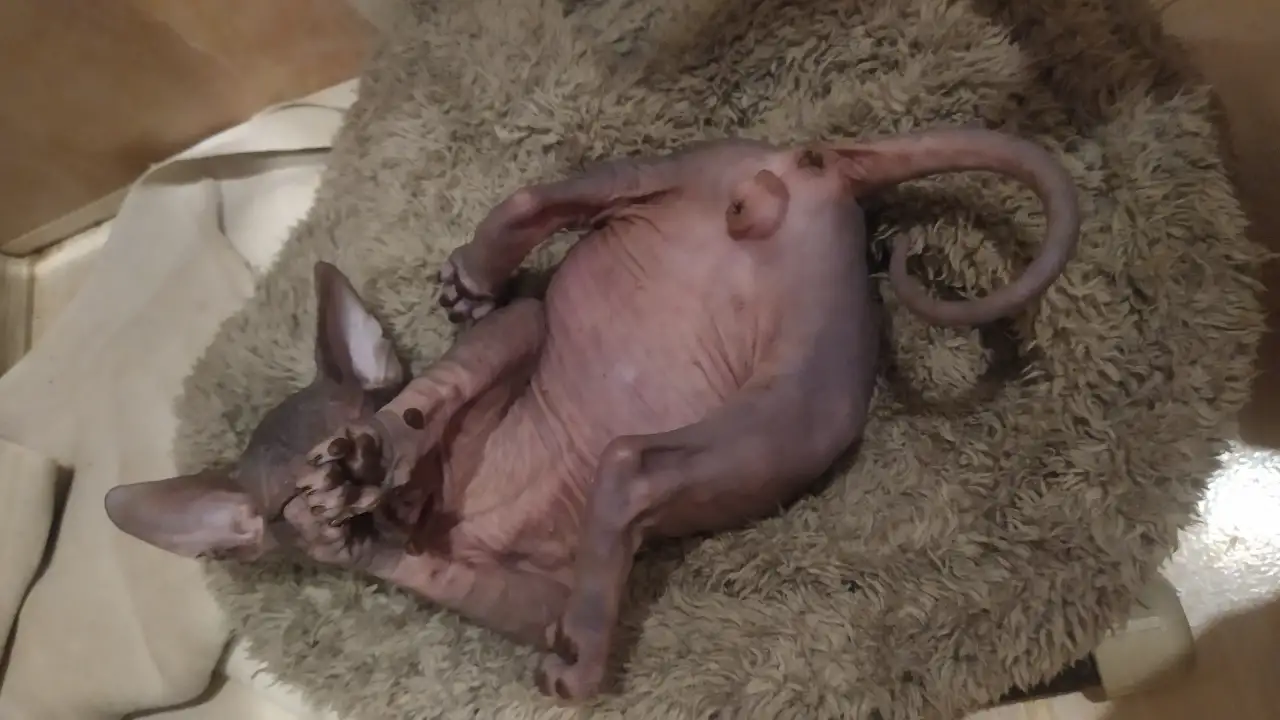 Котята донского сфинкса, фотография 6