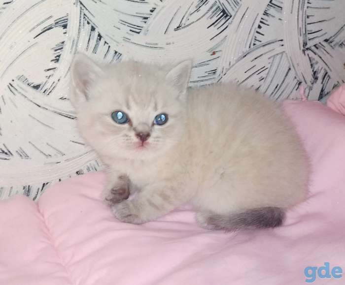 Шотландские котята, фотография 7