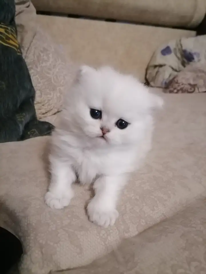 Продажа шотландского котенка, фотография 1