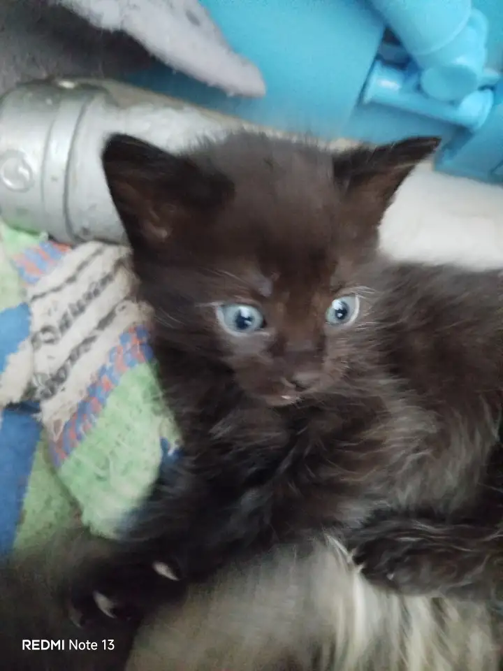 Отдам котят в добрые руки, фотография 2