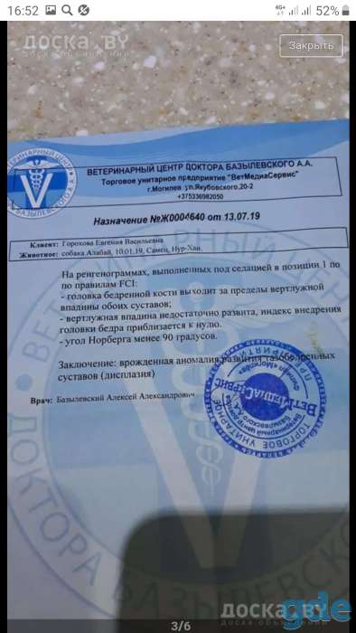 Алабай из питомника ВОСТОЧНОЕ НАСЛЕДИЕ, фотография 4