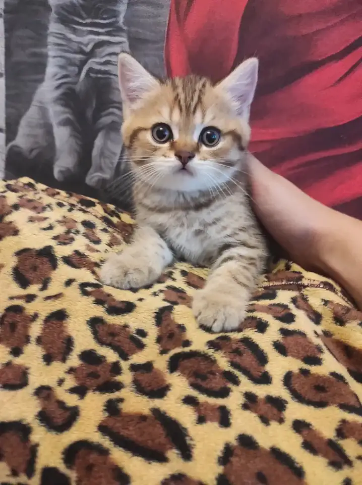 Продам котят, фотография 5
