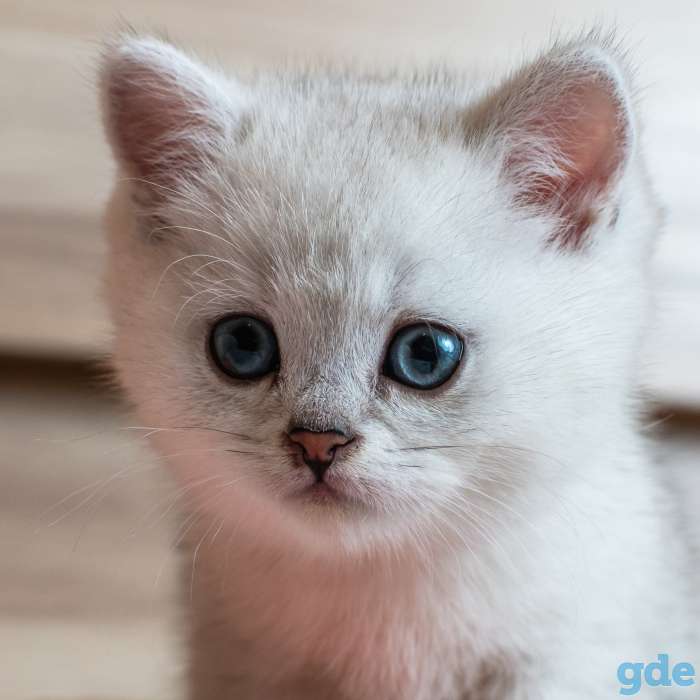 Шотландский котенок мальчик, фотография 8