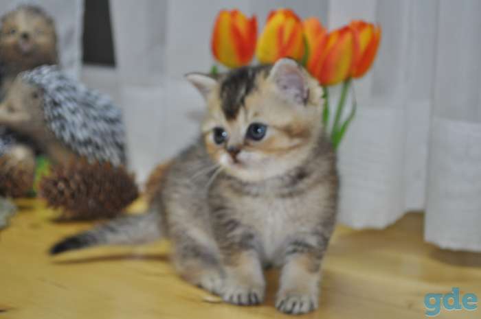 Шотландские котята, фотография 5