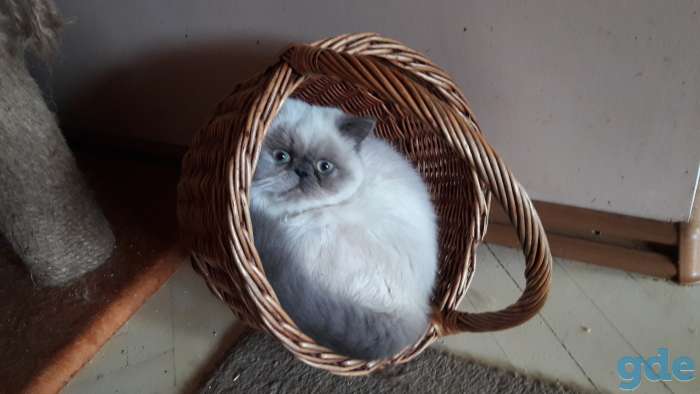 Кошки экзотки, фотография 5