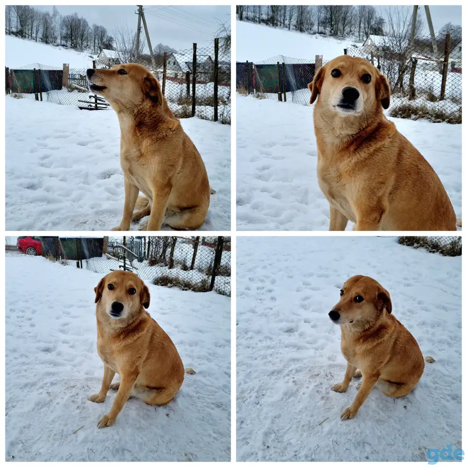 Черный и рыжая ищут дом, фотография 2