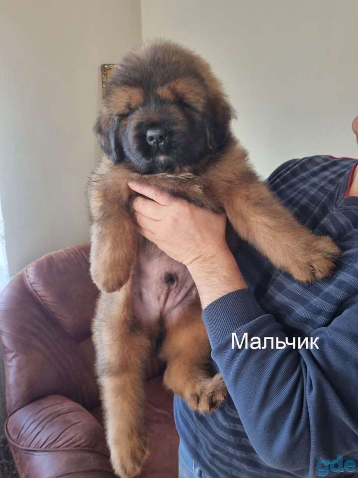Щенки Тибетского Мастифа, фотография 3