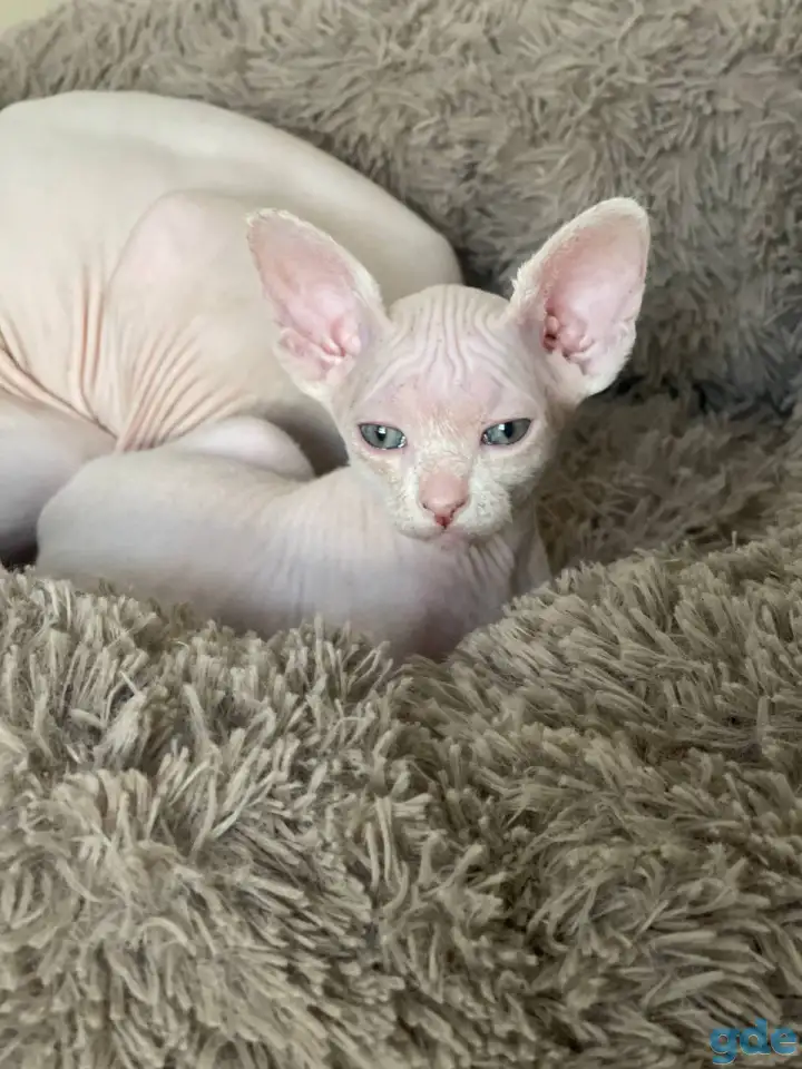 Котята канадского сфинкса, фотография 6