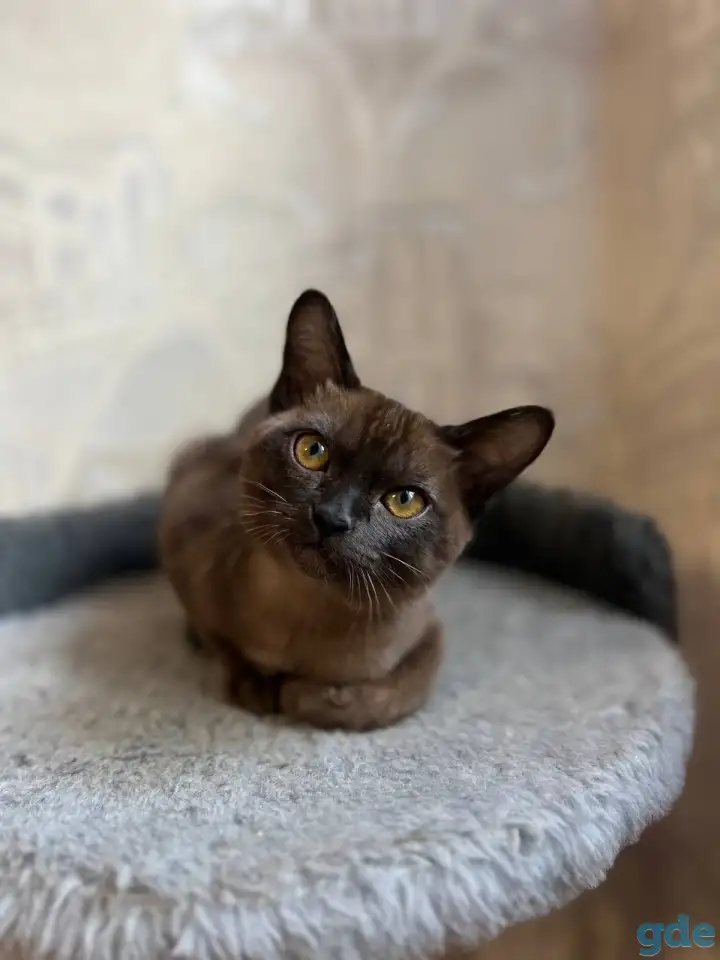 Котята европейской бурмы, фотография 8