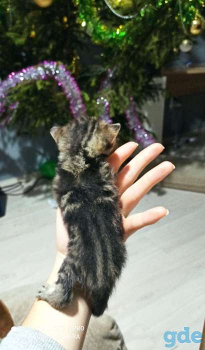 Шотландские котята, фотография 10
