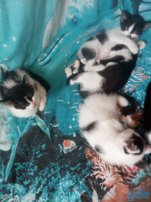 Котята, фотография 3