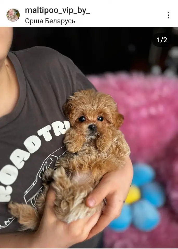мини мальтипу ф1 девочка и мальчик  maltipoo f1 girl, фотография 1