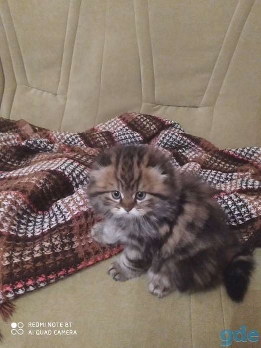 Шотландские котята Хайлендеры от  правильной вязки,родились1.05,мальчик и девочка,,кушают  хорошо к лотку приучены., фотография 1