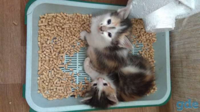 Котята мурчята., фотография 6