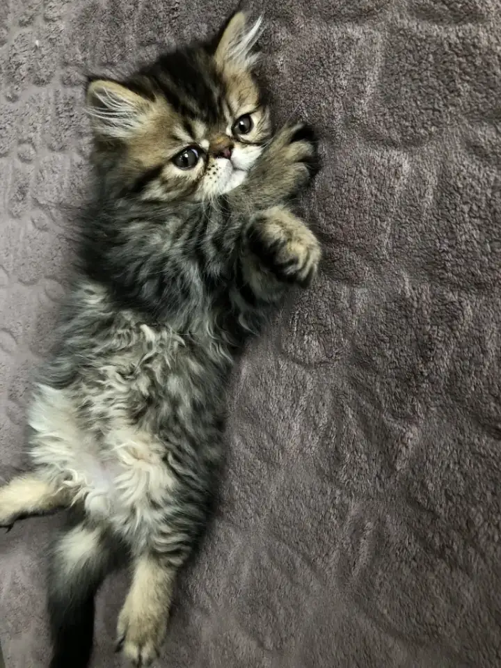 Продам персидских котят, фотография 2