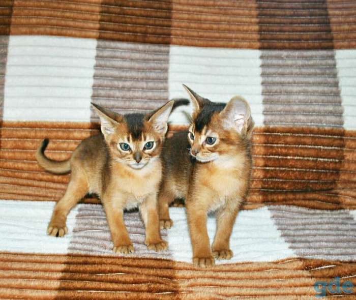 Абиссинский котенок, фотография 3