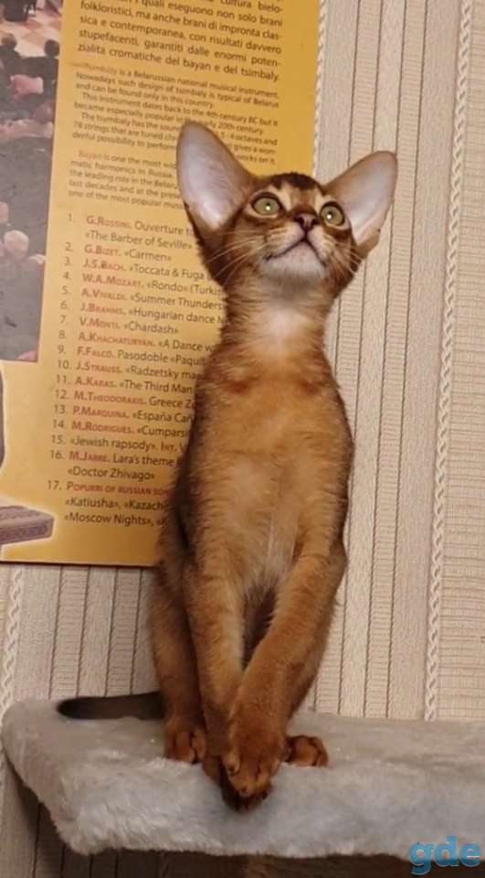 Абиссинский котенок из племенного питомника, фотография 4