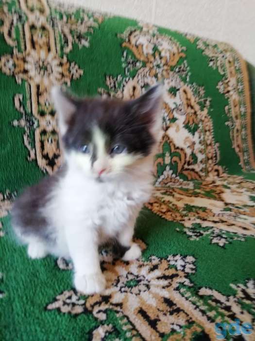 котята, фотография 1