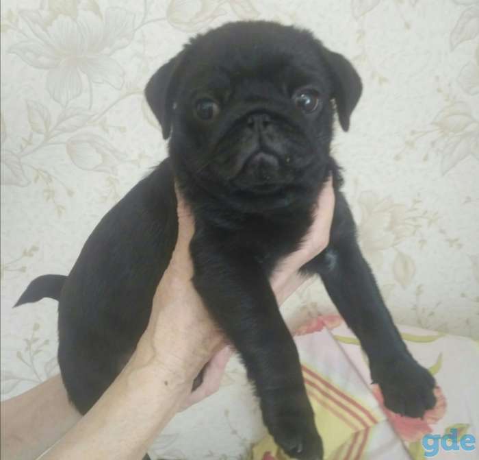 Продаются щенки мопсов, фотография 1