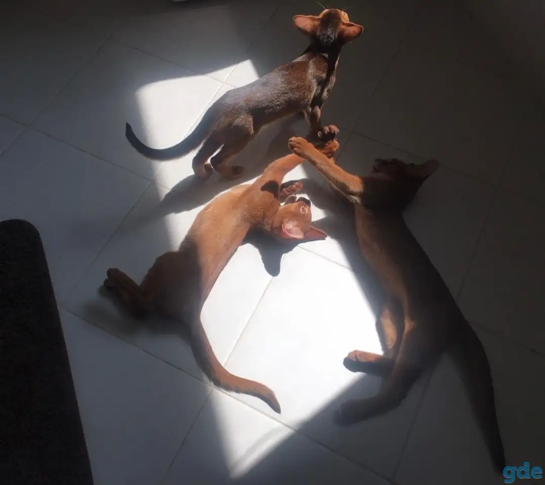 Абиссинские котята из питомника, фотография 3