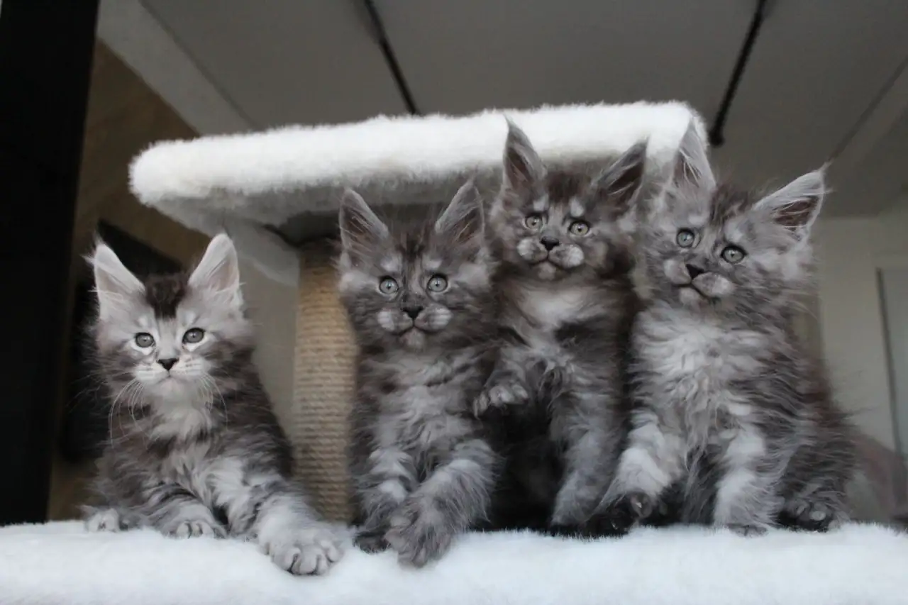 Котята мейн-кун!, фотография 2