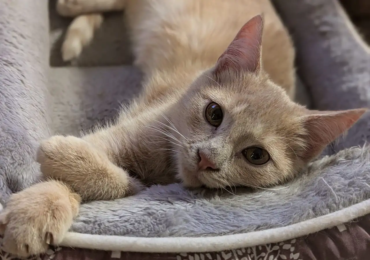 Котенок мальчик 5-6 месяцев даром, фотография 2