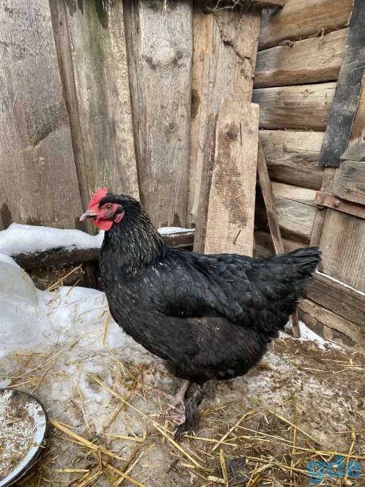 Продам ИЯ. Цыплята., фотография 5