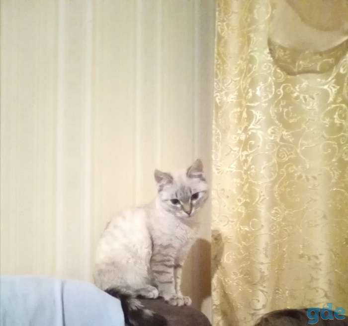 Тайская кошечка, фотография 4