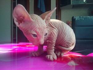котята канадского сфинкса, фотография 2