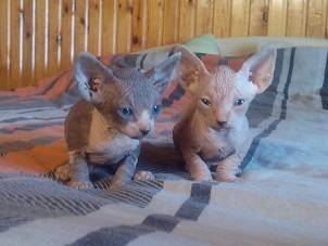 котята канадского сфинкса, фотография 9