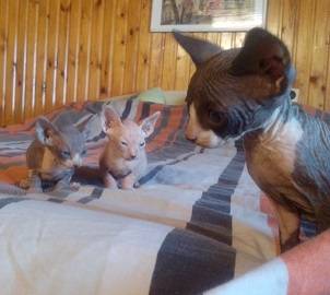 котята канадского сфинкса, фотография 10