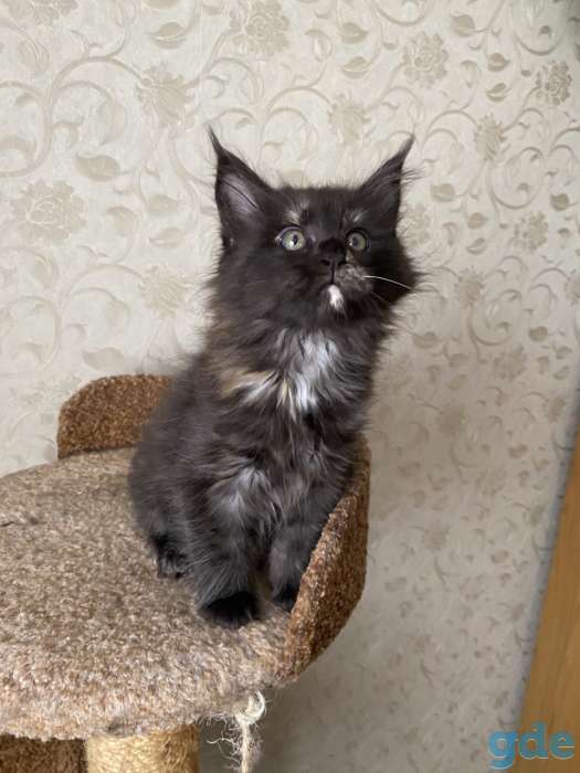 Котята мейн-куны, фотография 6