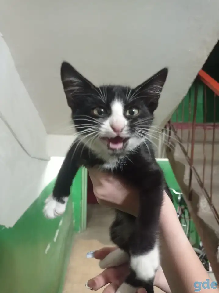 Нашли котенка, фотография 1