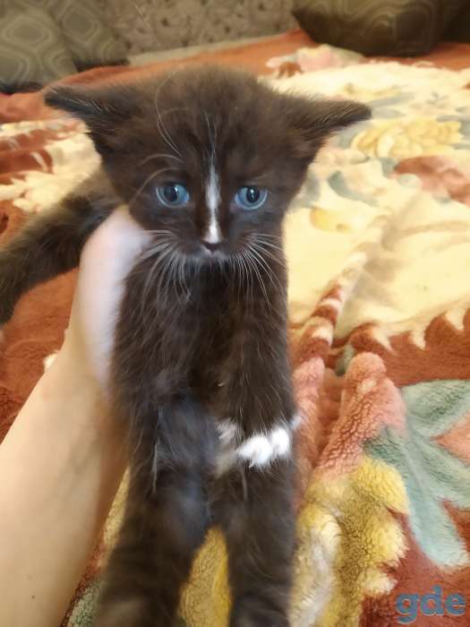 Котенок в дар, фотография 4