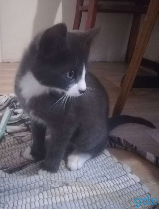 Отдам котят, фотография 3