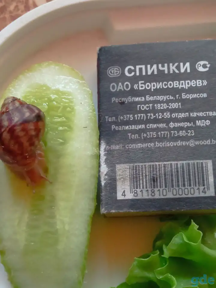 Ахатины иммакуляты даром, фотография 4