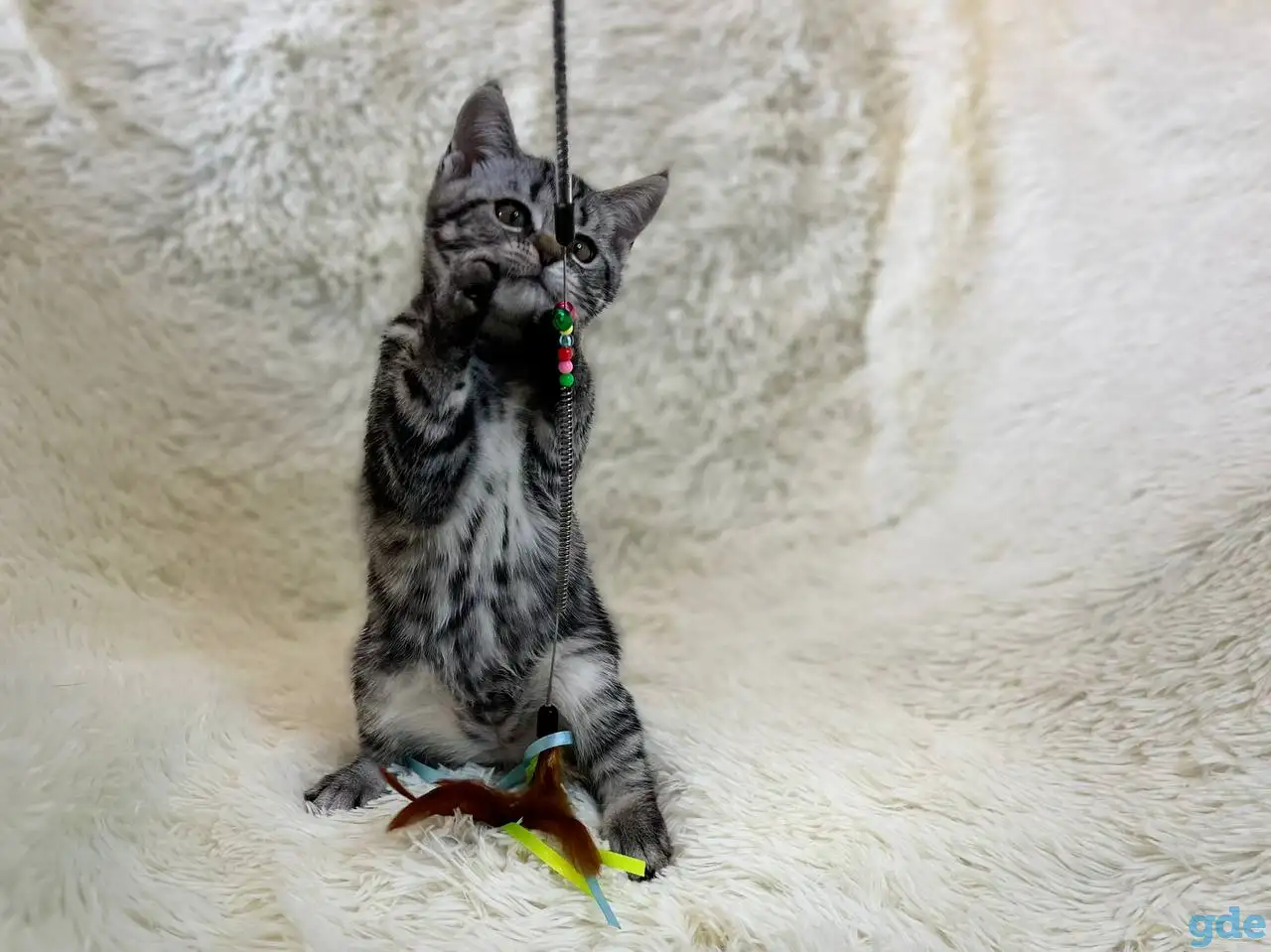 Скоттиш страйт, кошечка, котенок, окрас SFS 71 ns22, мрамор на серебре, фотография 3