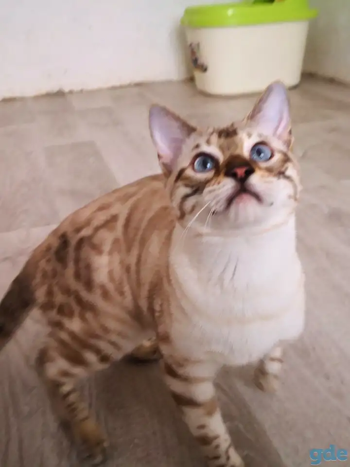Бенгальские котята мальчики и девочки, фотография 7