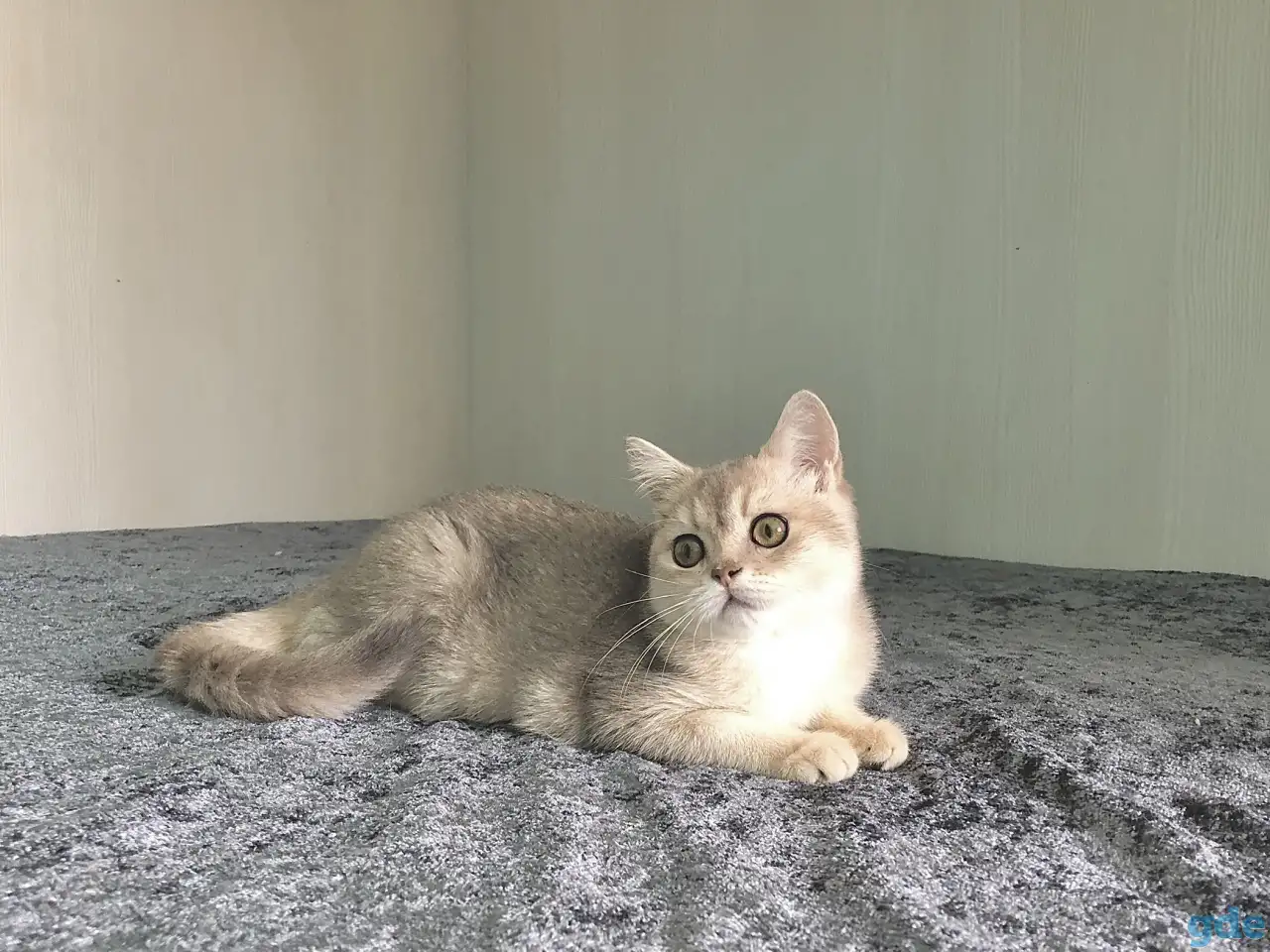 Шотландская кошка голубая золотая шиншилла, фотография 1