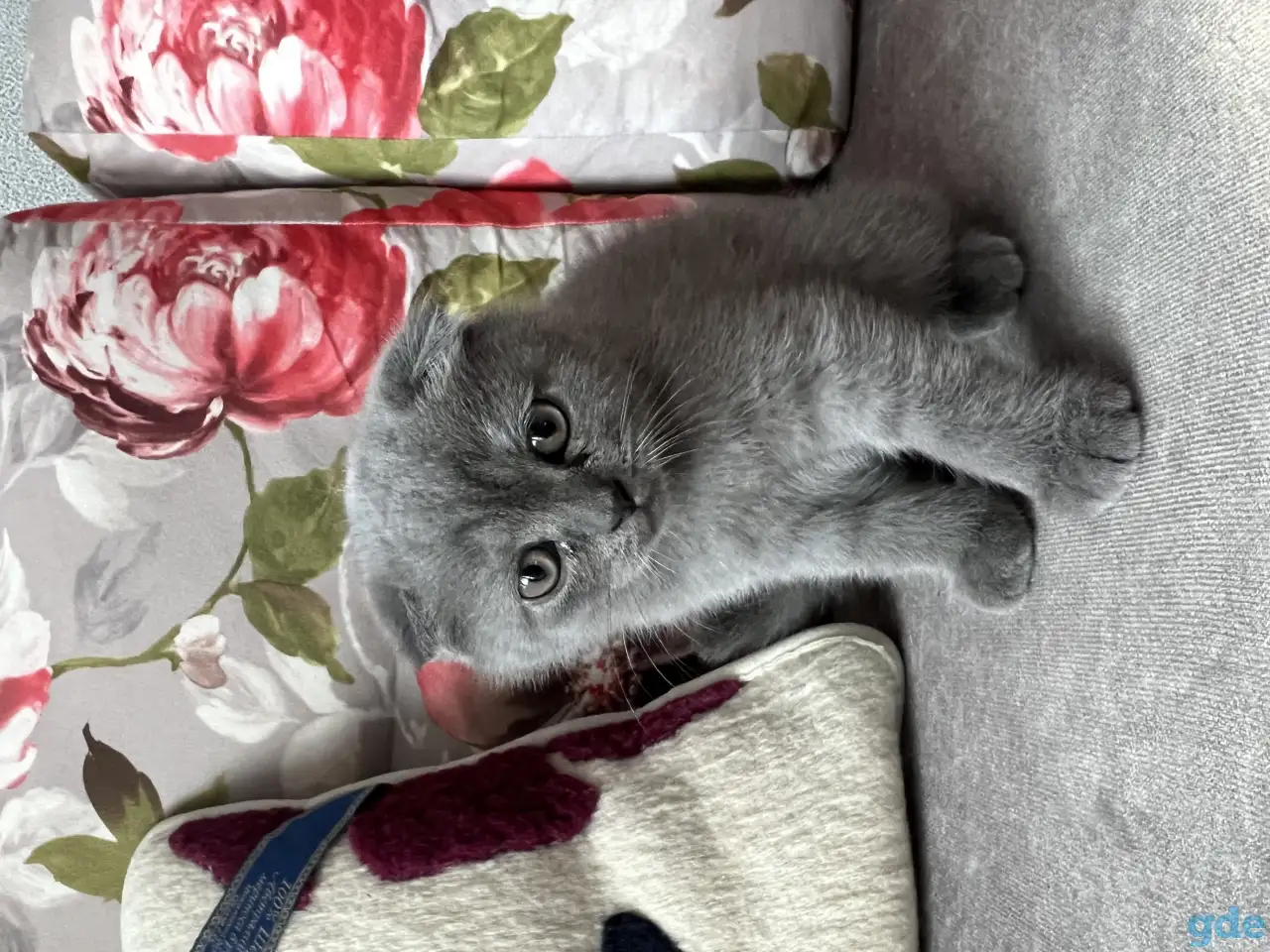 Шотландские котята, фотография 4