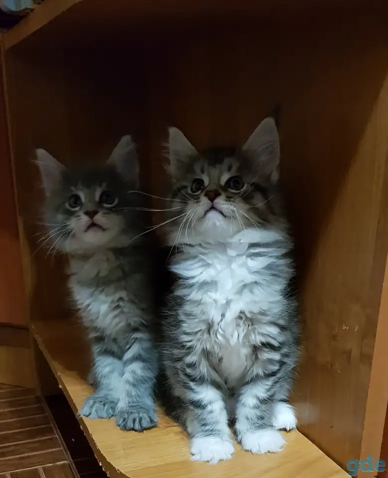 Кошечки мейн-кун, фотография 1