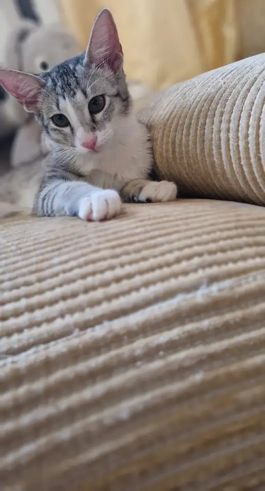 Ориентальный котёнок кошечка, фотография 1