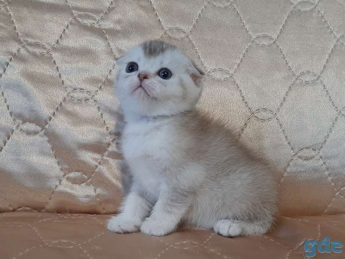 Шотландские котята, фотография 8