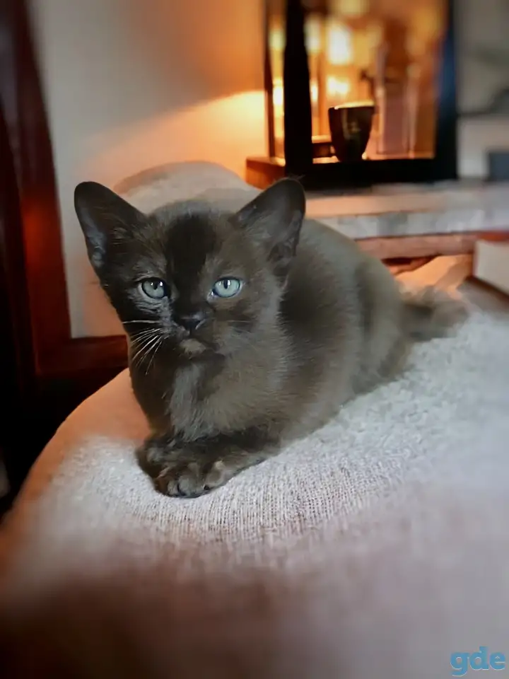 Котята европейской бурмы, фотография 3