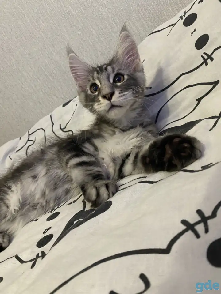 Котенок мейн кун, фотография 1