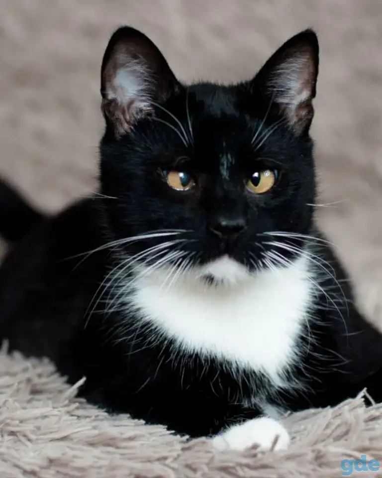 Котик в добрые руки, фотография 1